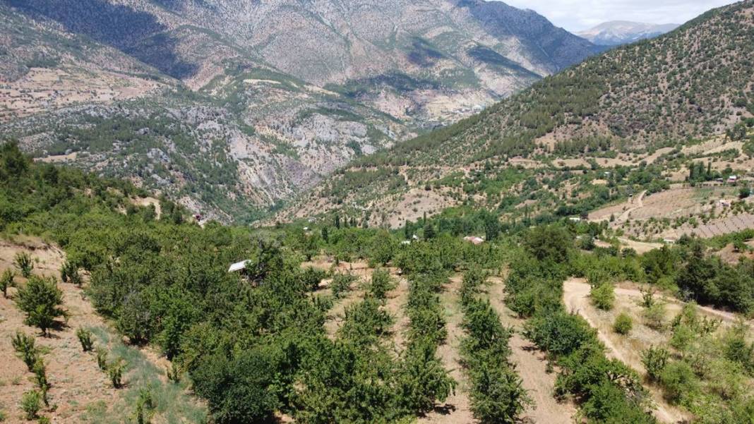 O kentin kirazını almak için Avrupa ülkeleri sıraya girdi! İç pazarda yok denecek kadar, en çok yurt dışına gönderiliyor 15